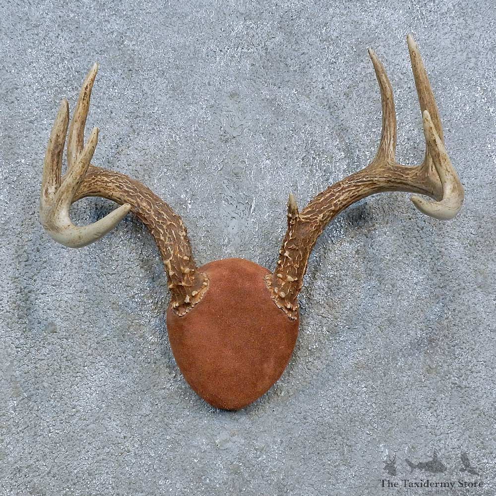 Whitetail Deer Antler Plaque Mount For Sale #15391 @ The Taxidermy Store