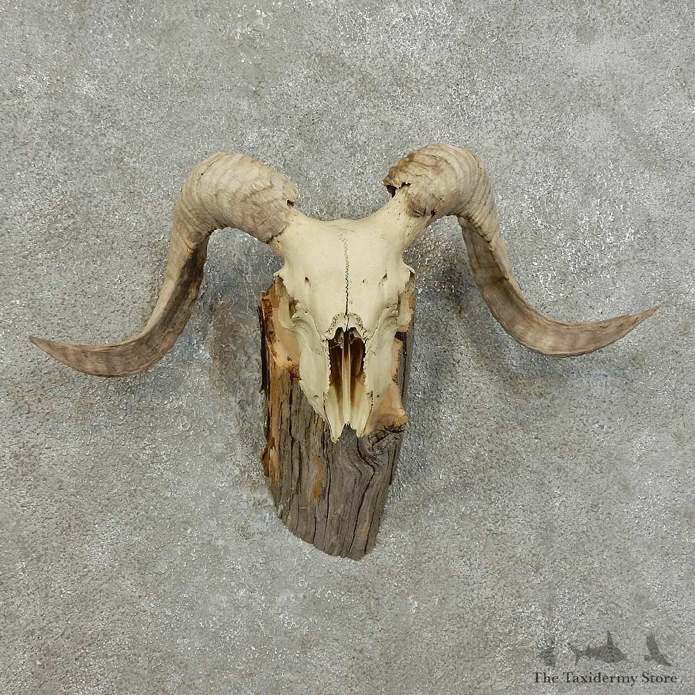 Corsican Ram Skull European Mount For Sale #16004 @ The Taxidermy Store