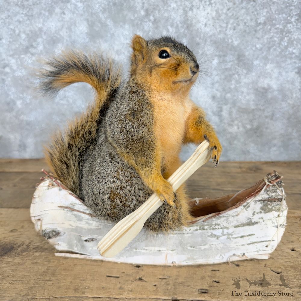 Canoe Fox Squirrel Novelty Mount For Sale #29499 @ The Taxidermy Store
