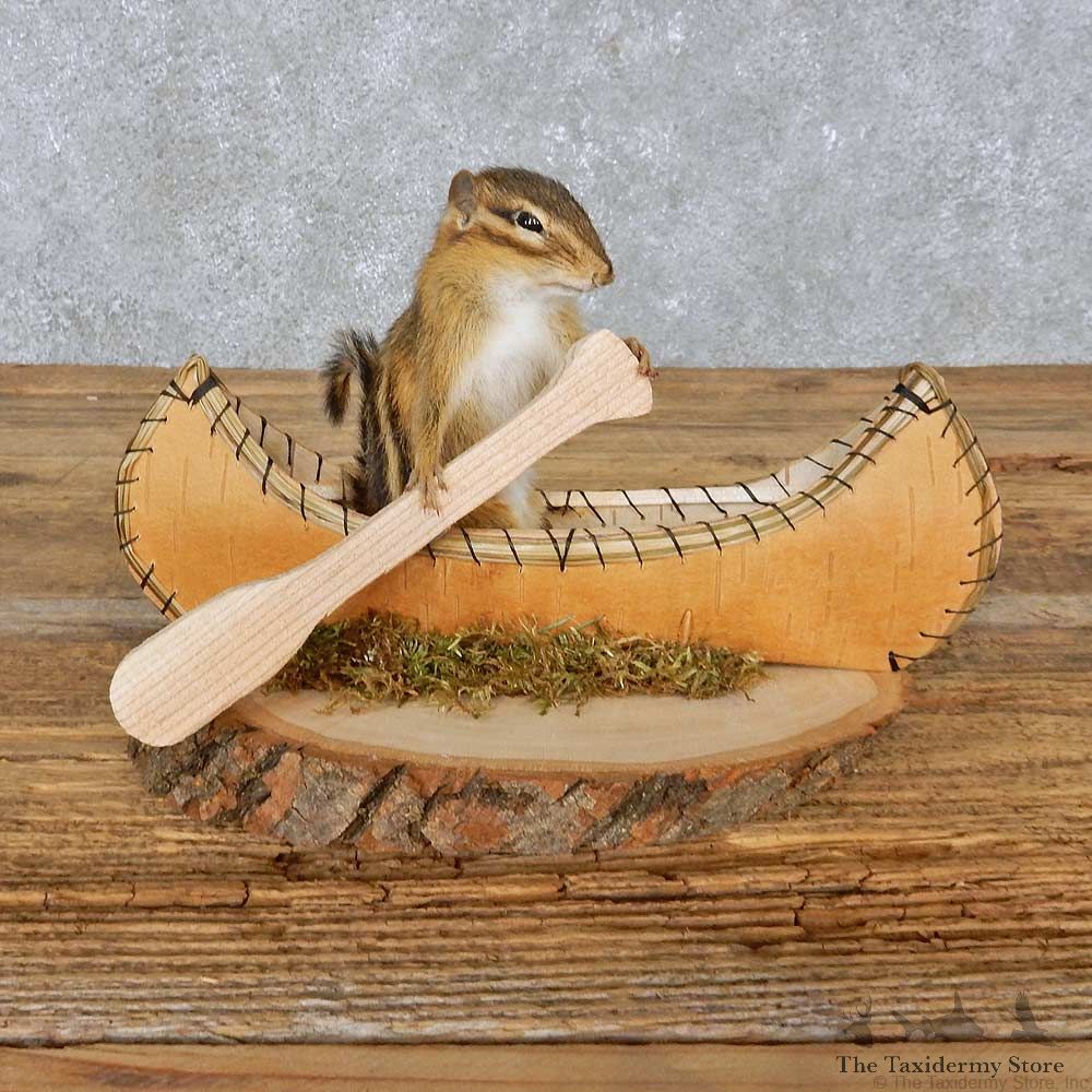 Novelty Canoe Chipmunk Mount For Sale #14986 @ The Taxidermy Store