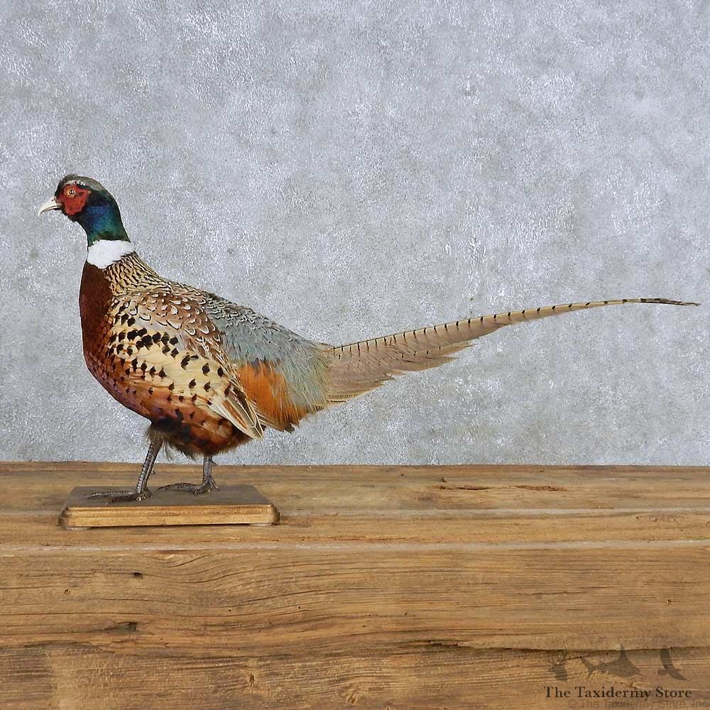 Ringneck Pheasant Mount For Sale #14883 @ The Taxidermy Store