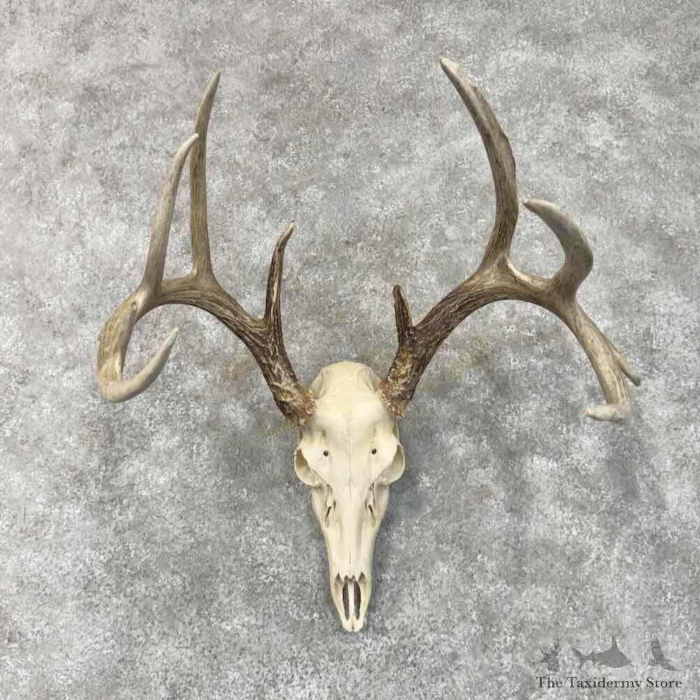 Whitetail Deer Skull European Mount For Sale #30501 @ The Taxidermy Store