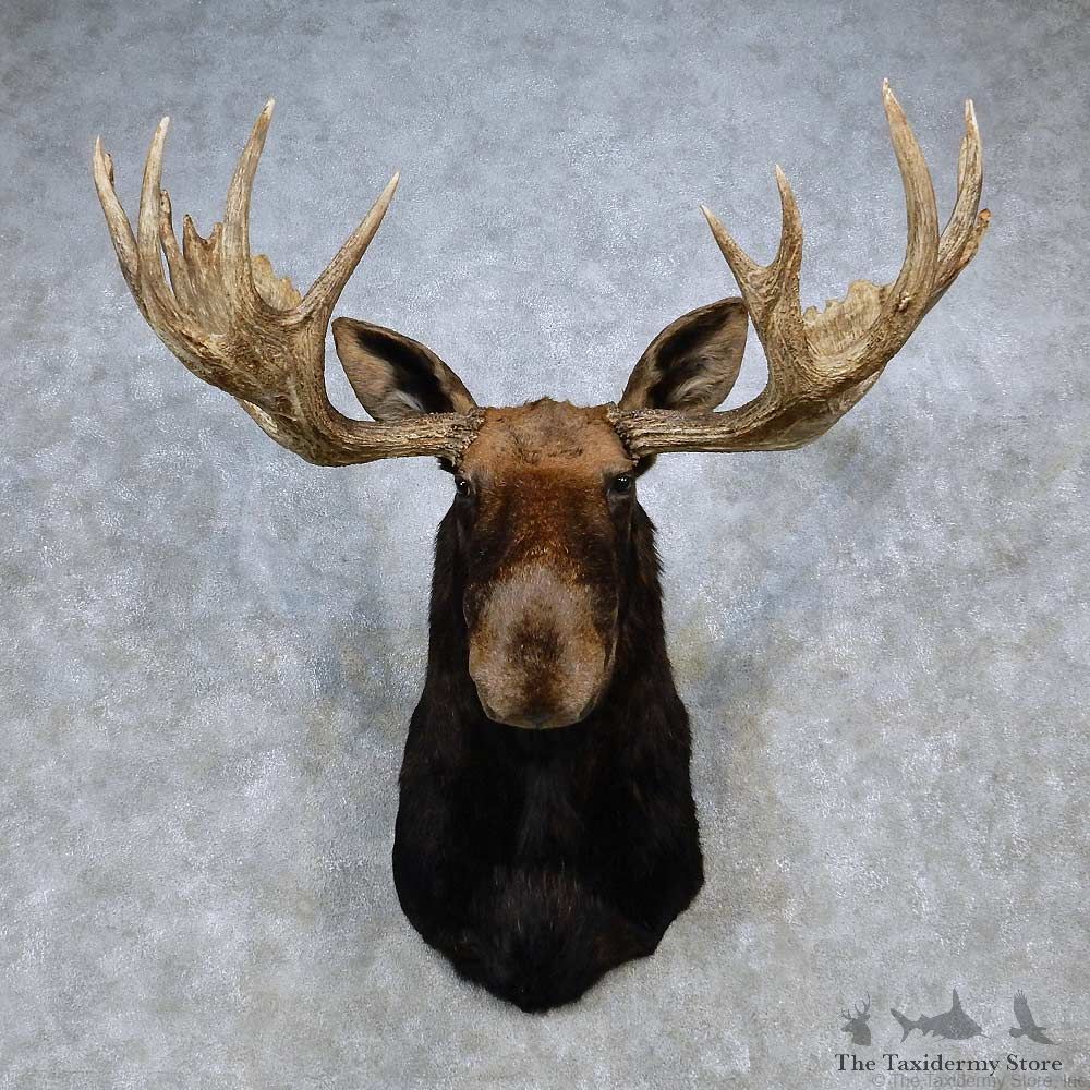 Moose Shoulder Mount For Sale #14470 @ The Taxidermy Store