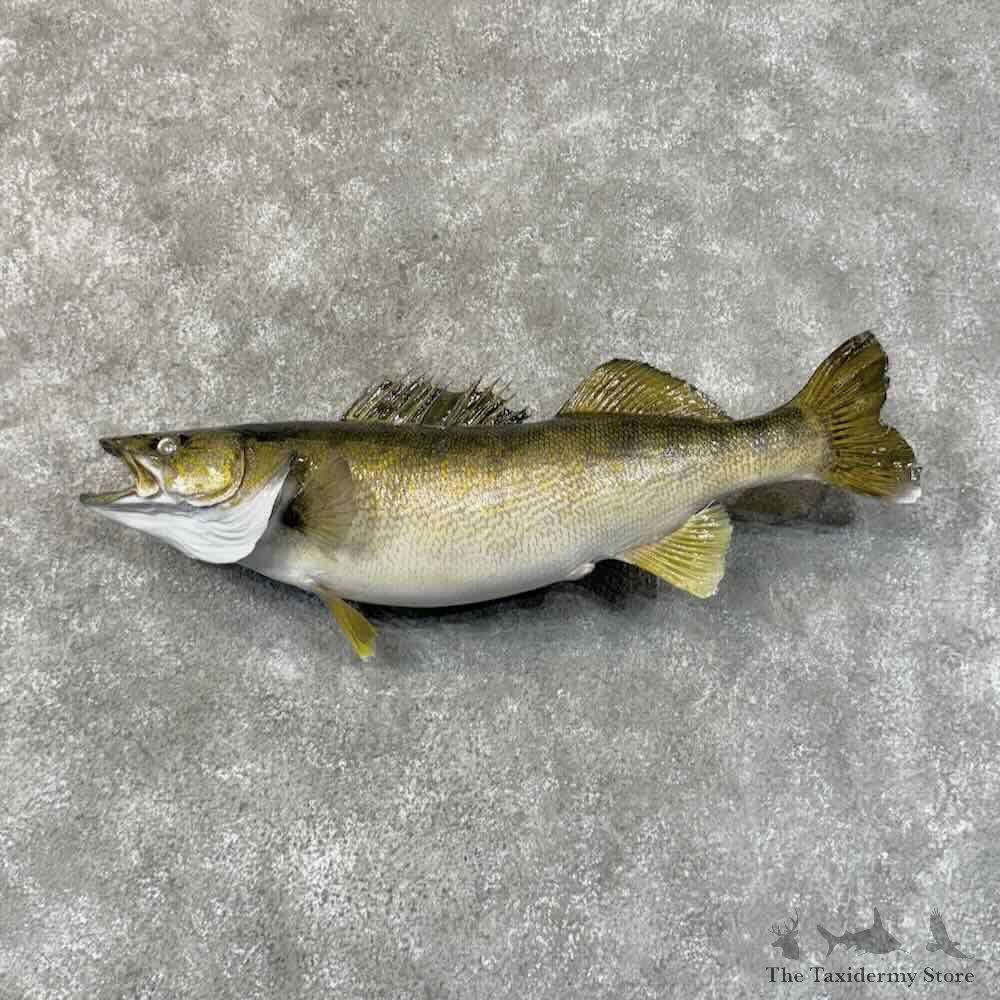 Walleye Fish Mount For Sale #31265 @ The Taxidermy Store