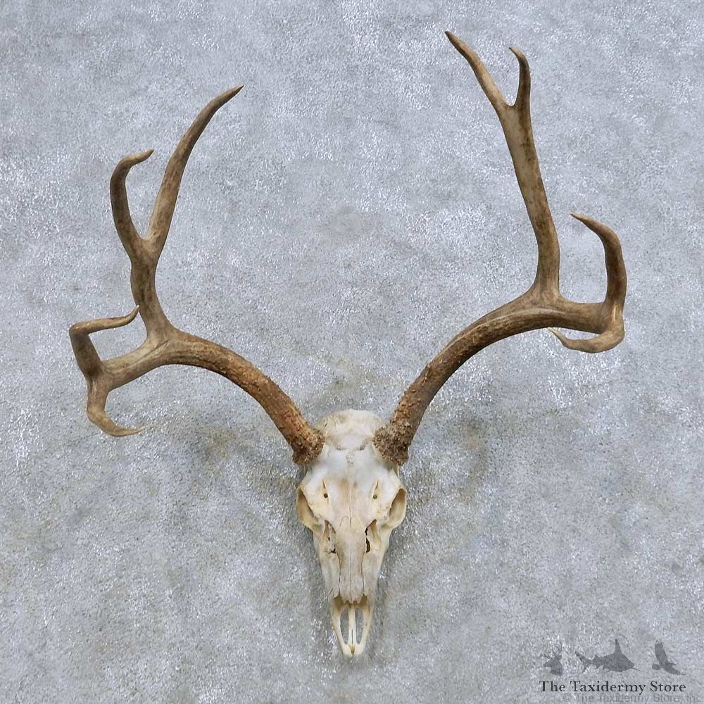 Mule Deer Skull European Mount For Sale #14677 @ The Taxidermy Store
