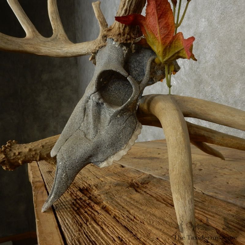 Whitetail Deer Skull European Mount For Sale #17392 @ The Taxidermy Store