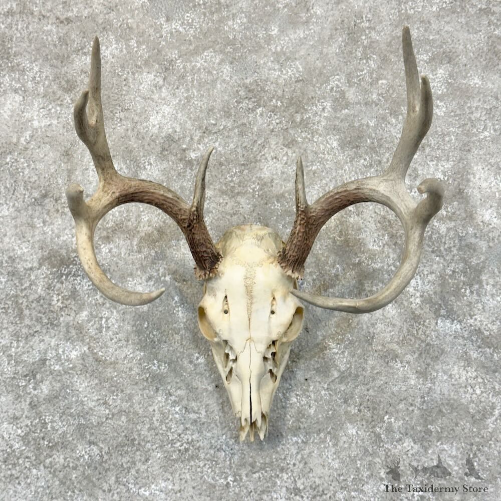 Whitetail Deer Skull European Mount For Sale #28817 @ The Taxidermy Store
