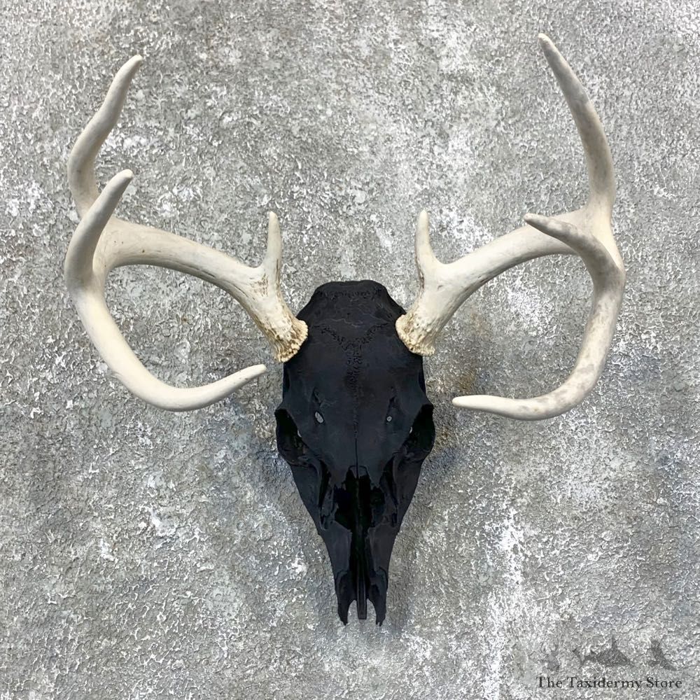 Whitetail Deer Skull European Mount For Sale #24026 @ The Taxidermy Store