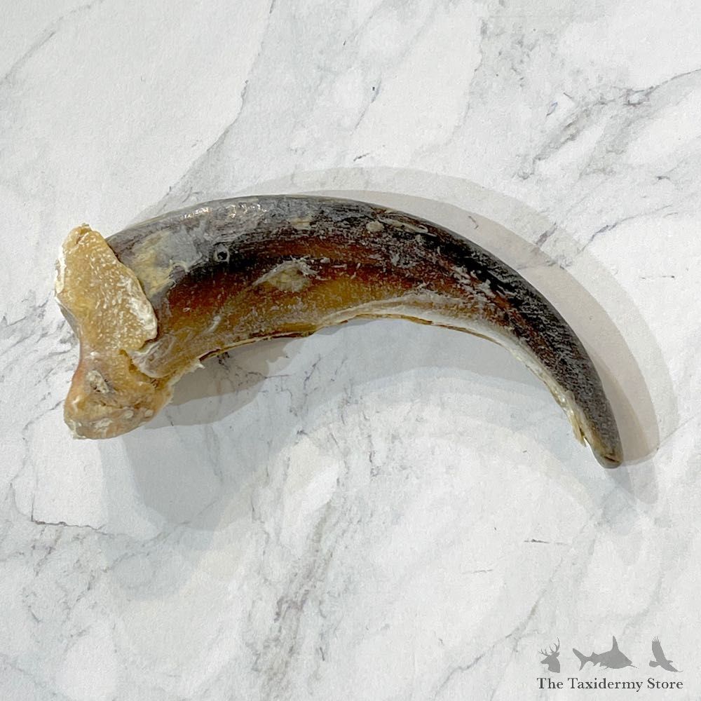 Grizzly Bear Claw For Sale #24885 - The Taxidermy Store