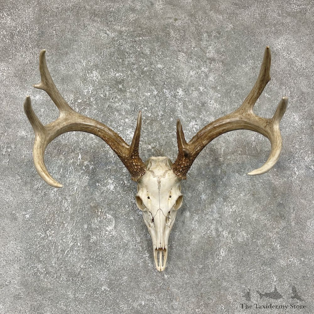 Whitetail Deer Skull European Mount For Sale #25482 @ The Taxidermy Store