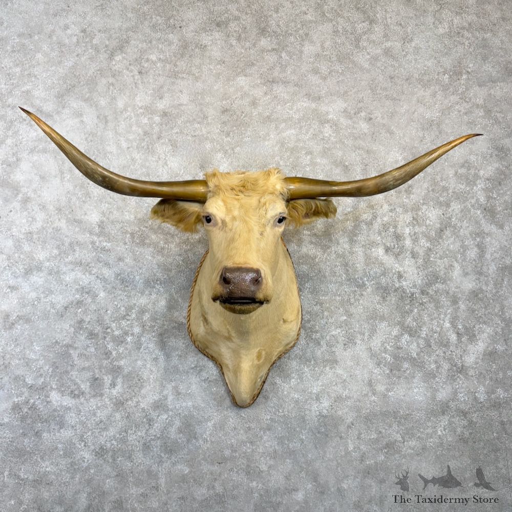 Longhorn Steer Shoulder Mount For Sale #29989 @ The Taxidermy Store