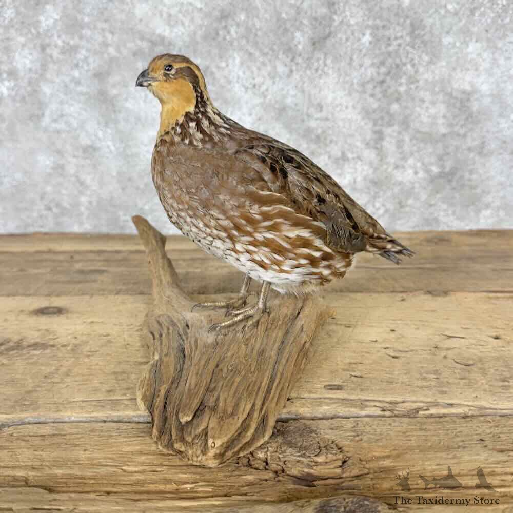 Bobwhite Quail Hen Bird Mount For Sale #32032 @ The Taxidermy Store