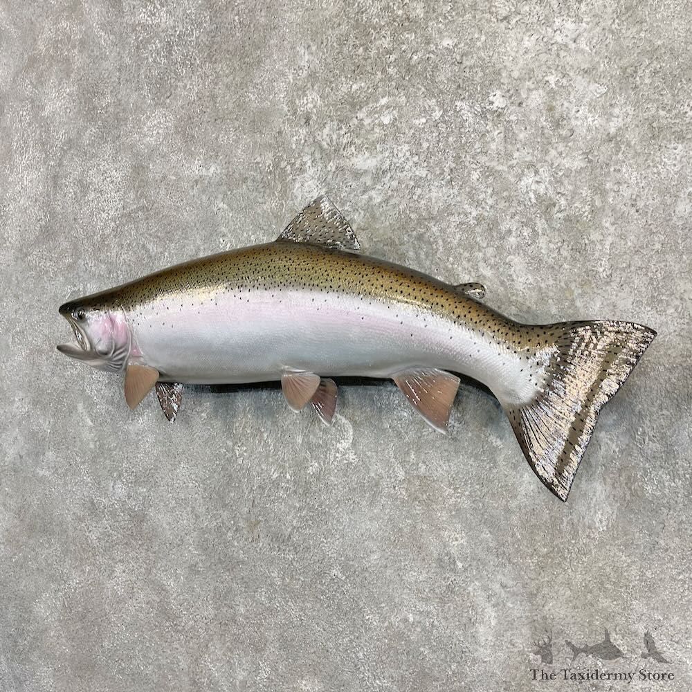 Rainbow Trout Fish Mount For Sale #27264 @ The Taxidermy Store