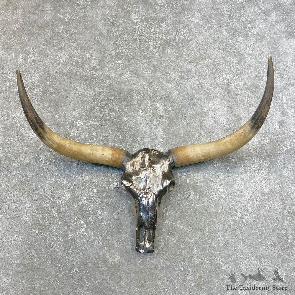 Longhorn Steer Skull European Mount For Sale #25067 @ The Taxidermy Store