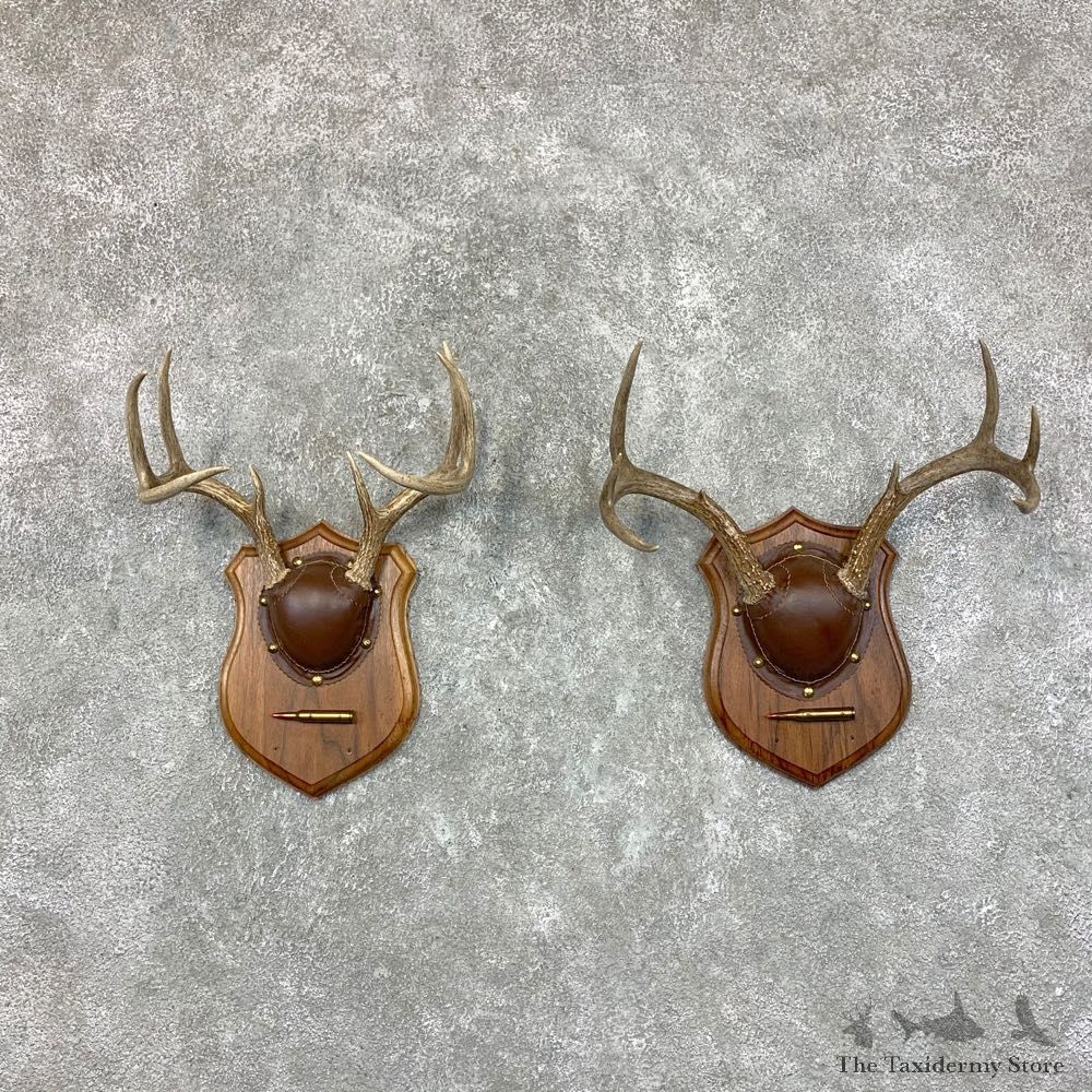 Whitetail Deer Antler Plaque Pair For Sale #22683 @ The Taxidermy Store