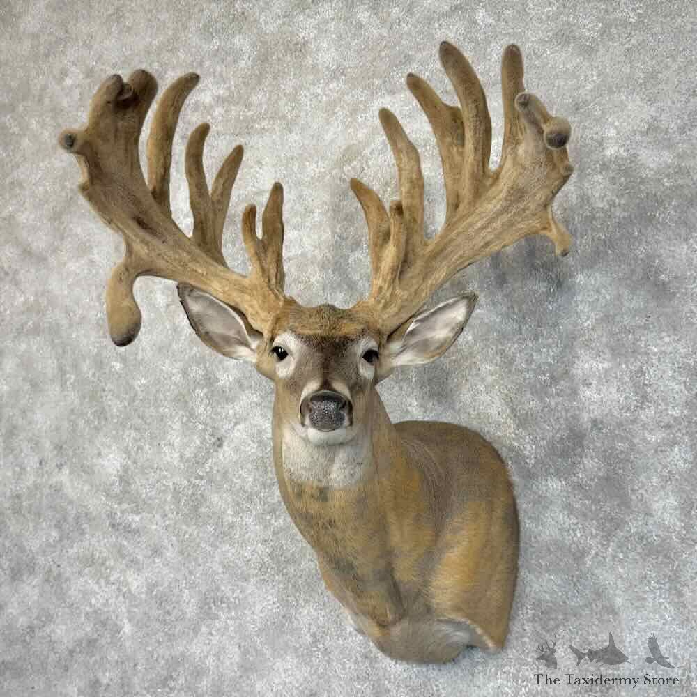 Whitetail Deer Shoulder Mount For Sale #30328 @ The Taxidermy Store
