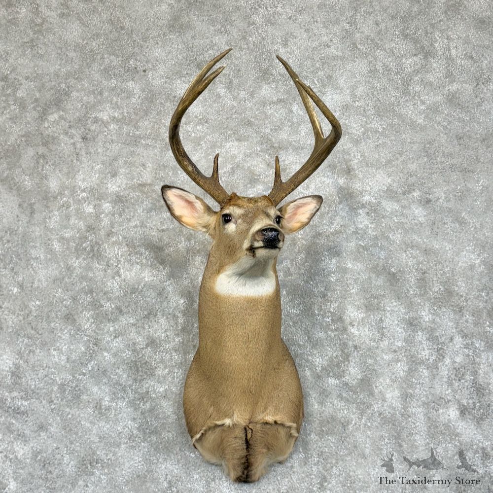 Whitetail Deer Shoulder Mount For Sale #29393 @ The Taxidermy Store