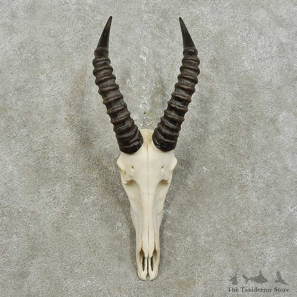 Topi Skull & Horn European Mount For Sale #15845 @ The Taxidermy Store
