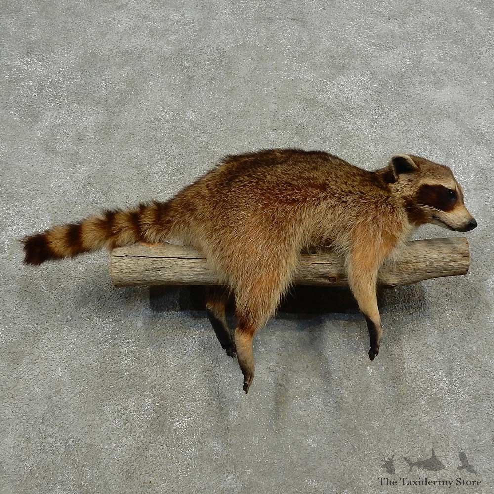 Wall-Hanging Raccoon Mount For Sale #16884 @ The Taxidermy Store