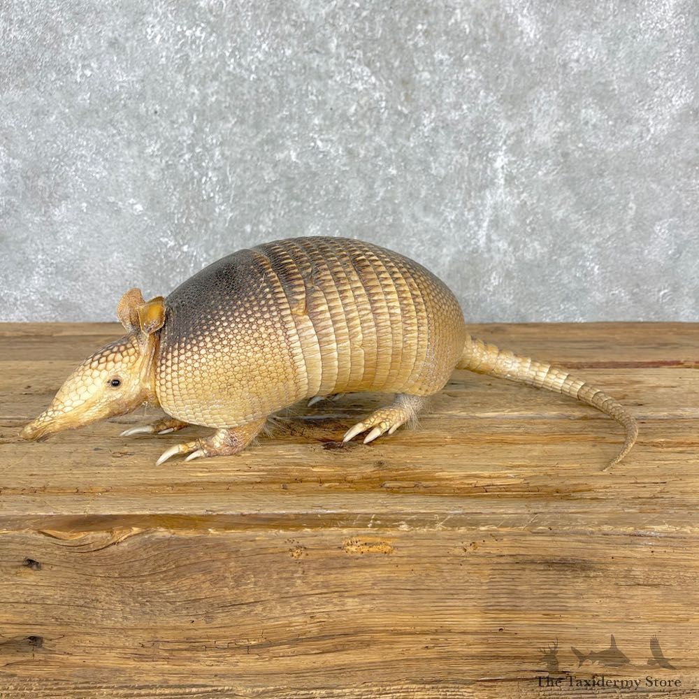 Armadillo Life-Size Mount For Sale #24405 @ The Taxidermy Store