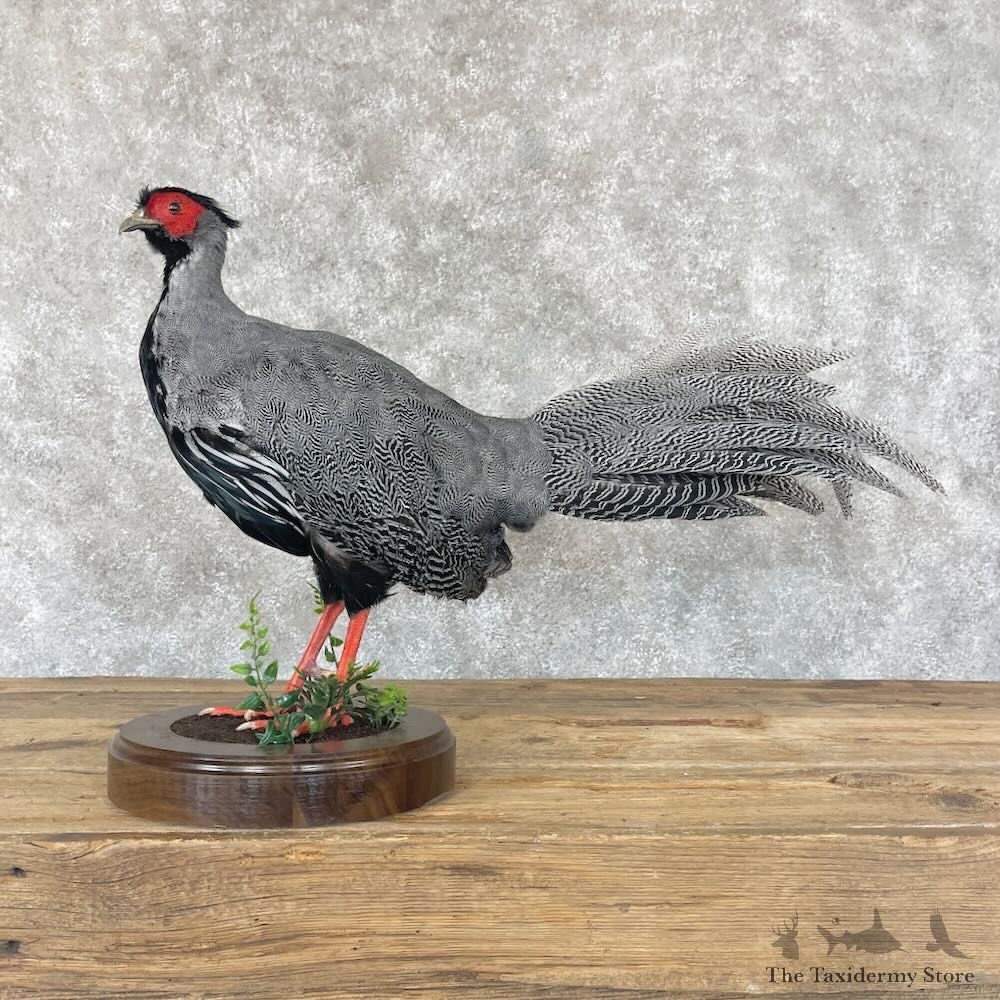 Silver Pheasant Cross Bird Mount For Sale #28758 @ The Taxidermy Store