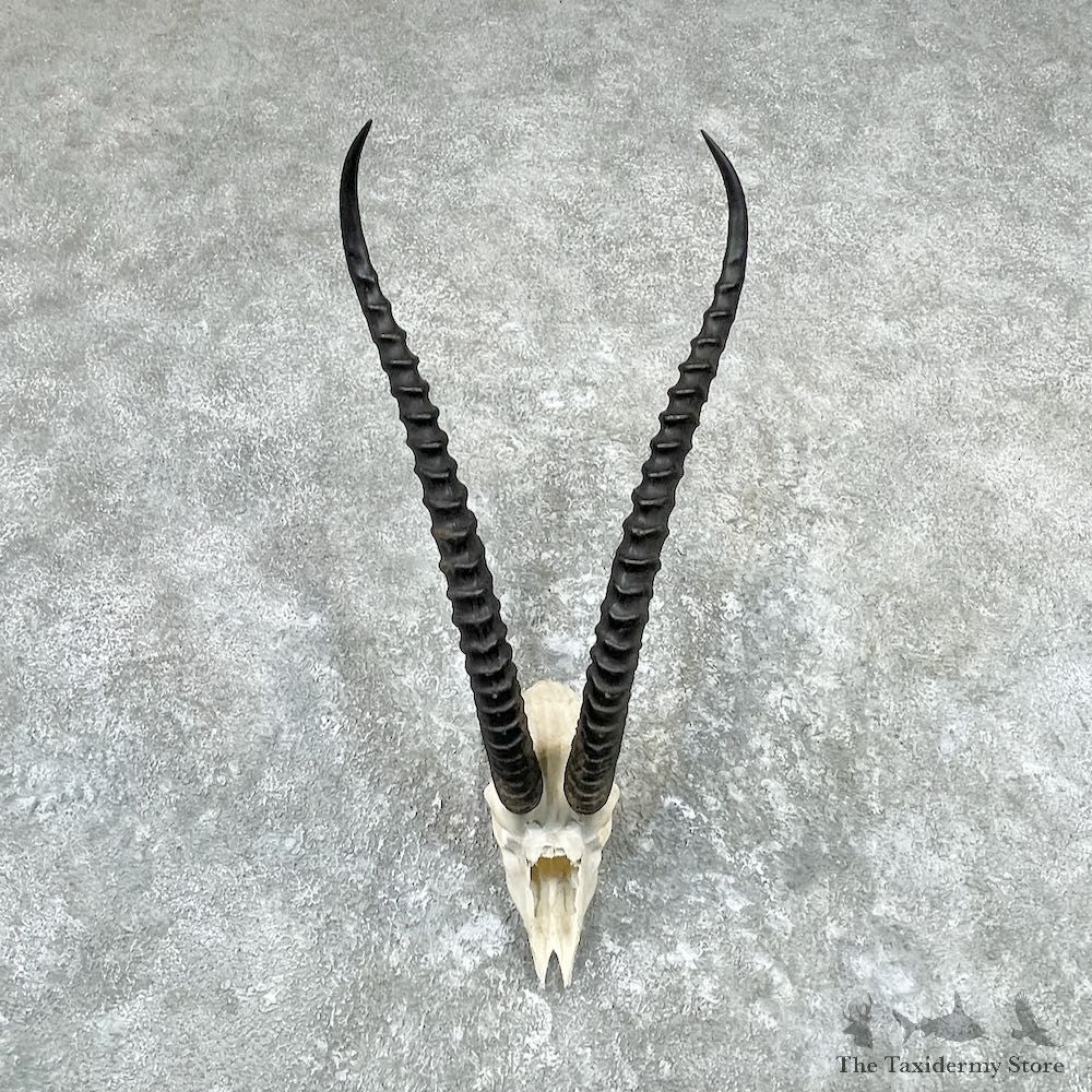 Grants Gazelle Skull And Horns European Mount For Sale #26992 @ The Taxidermy Store