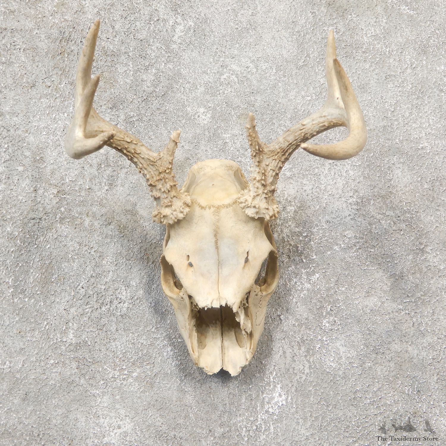 Whitetail Deer Skull European Mount For Sale #19254 @ The Taxidermy Store