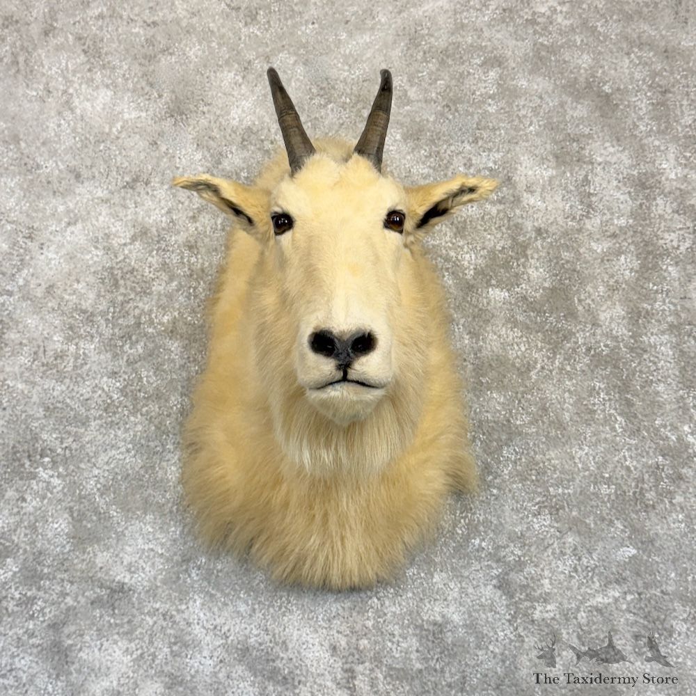 Mountain Goat Shoulder Mount For Sale #30003 @ The Taxidermy Store