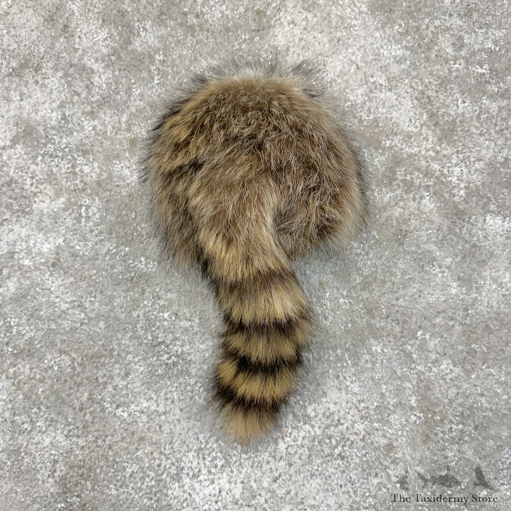 Raccoon Rump Novelty Mount For Sale #29596 @ The Taxidermy Store