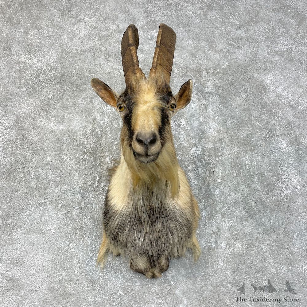 Feral Goat Shoulder Mount For Sale #25782 @ The Taxidermy Store