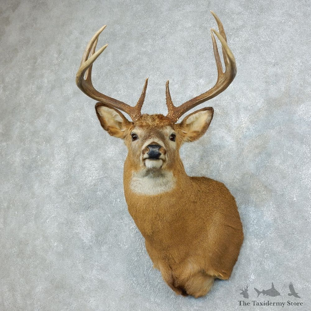 Whitetail Deer Shoulder Mount For Sale #18505 @ The Taxidermy Store