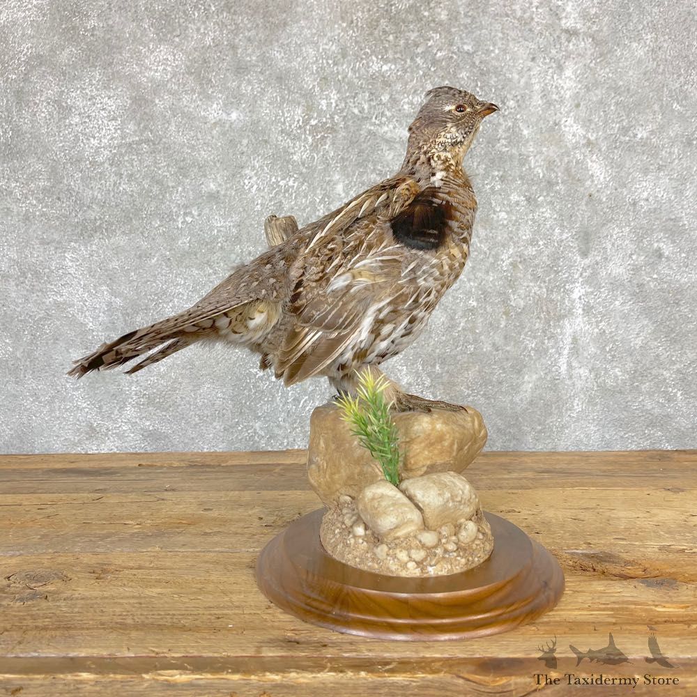 Ruffed Grouse Bird Mount For Sale #24713 @ The Taxidermy Store