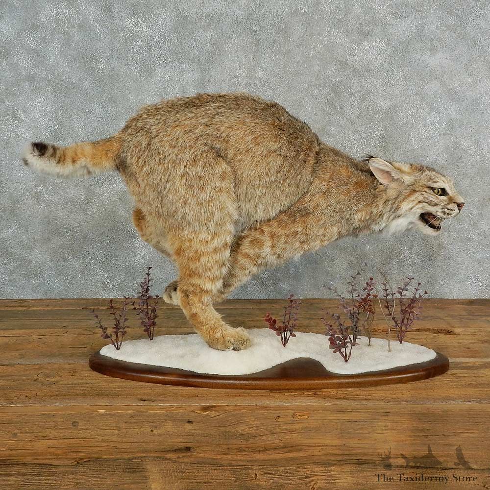 Bobcat Life-Size Mount For Sale #16967 @ The Taxidermy Store