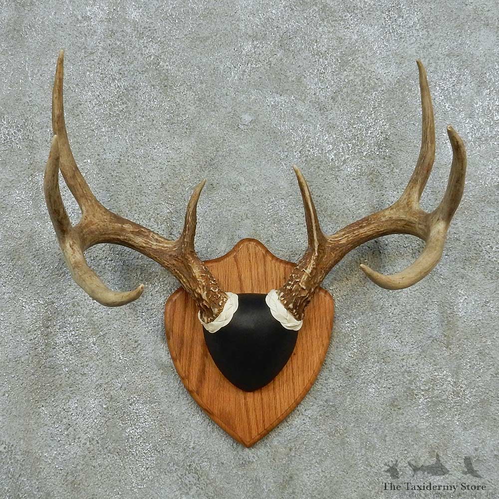Whitetail Deer Antlers European Mount #13580 For Sale @ The Taxidermy Store