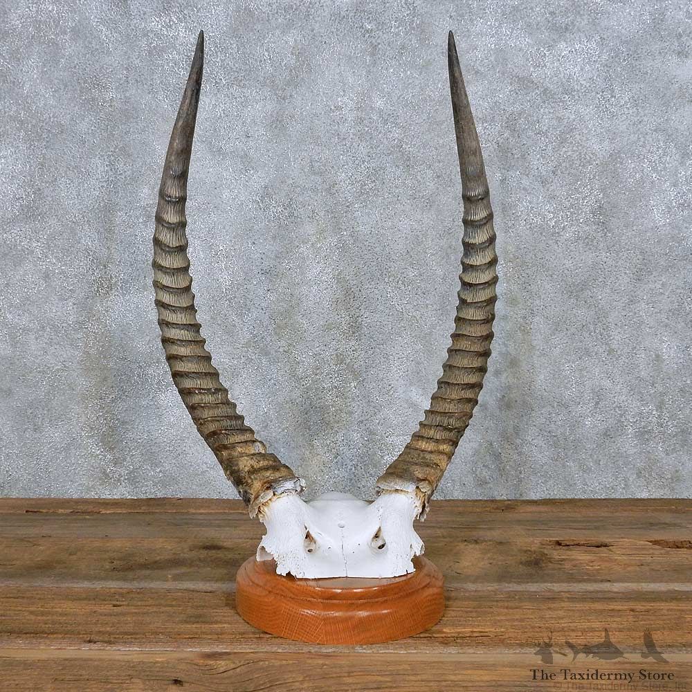 Opossum Life Size Taxidermy Mount For Sale #14004 @ The Taxidermy Store