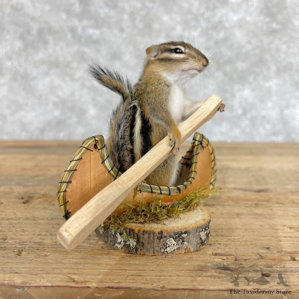 Novelty Chipmunk Mount For Sale #28641 - The Taxidermy Store