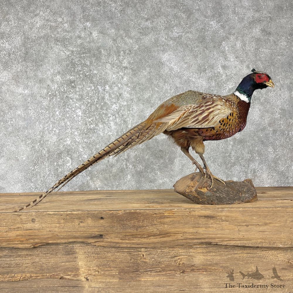 Ringneck Pheasant Bird Mount For Sale #25513 - The Taxidermy Store