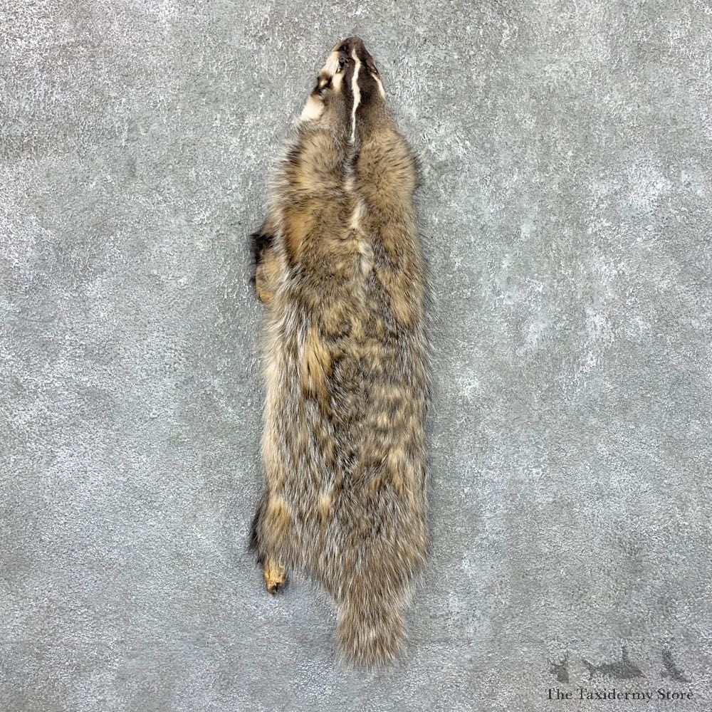 American Badger Tanned Hide For Sale #22676 @ The Taxidermy Store