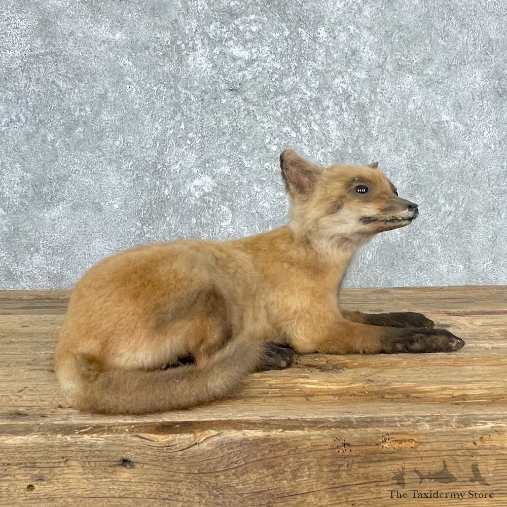 Juvenile Red Fox Life-Size Mount For Sale #26999 @ The Taxidermy Store