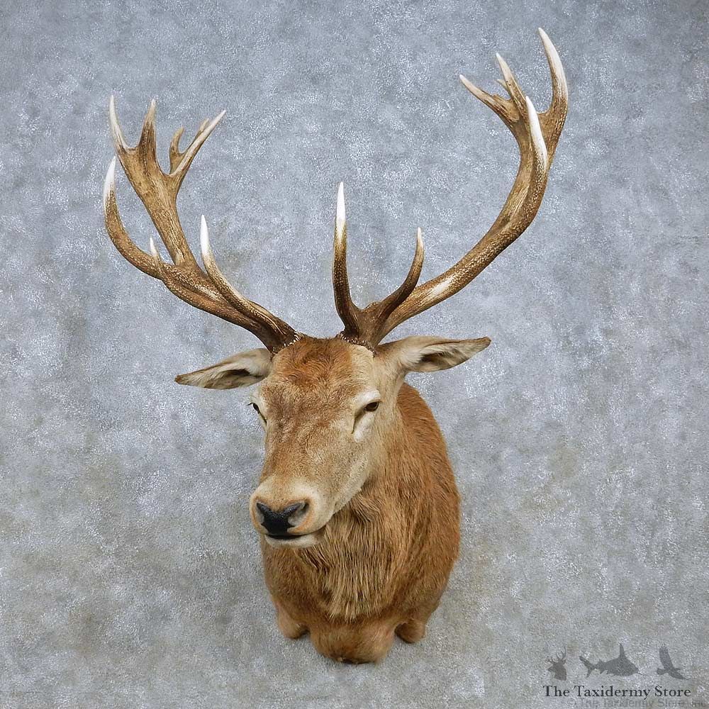 Red Deer Stag Shoulder Mount For Sale #15032 @ The Taxidermy Store