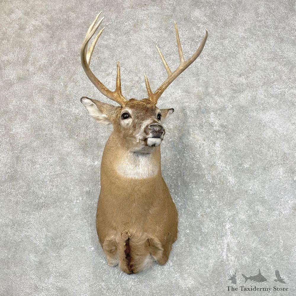 Whitetail Deer Shoulder Mount #24523 For Sale - The Taxidermy Store