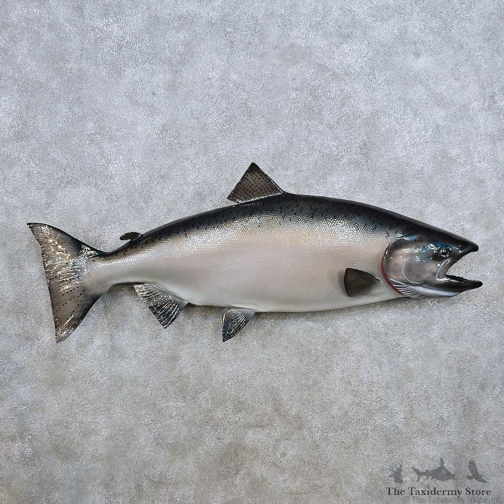 King Salmon Fish Mount For Sale #14367 @ The Taxidermy Store