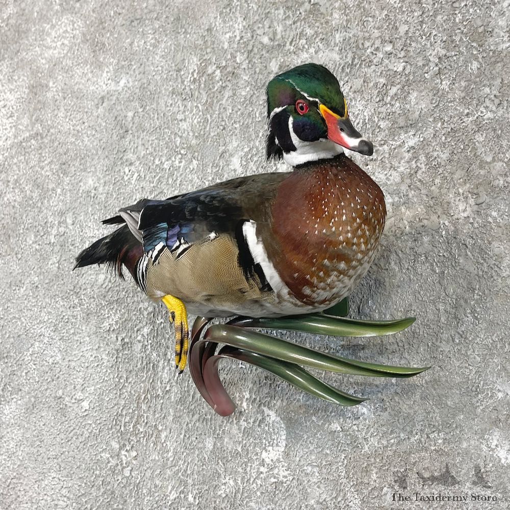 Wood Duck Taxidermy Bird Mount For Sale #26062 @ The Taxidermy Store