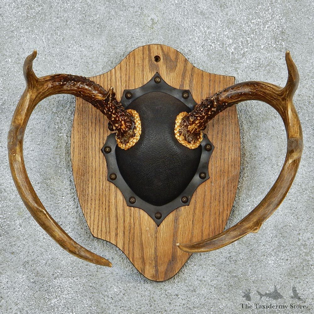 Whitetail Deer Antlers Taxidermy Mount #12990 For Sale @ The Taxidermy Store