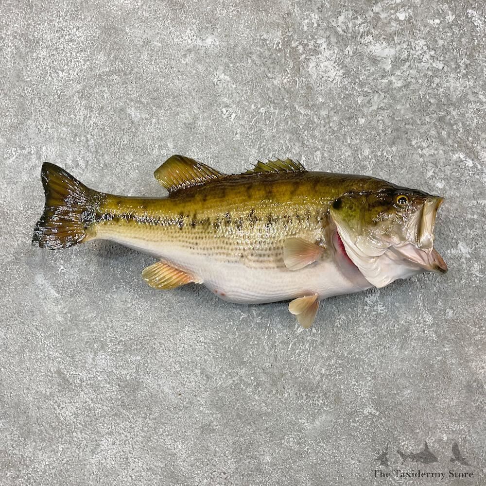 Largemouth Bass Fish Mount For Sale #27437 @ The Taxidermy Store