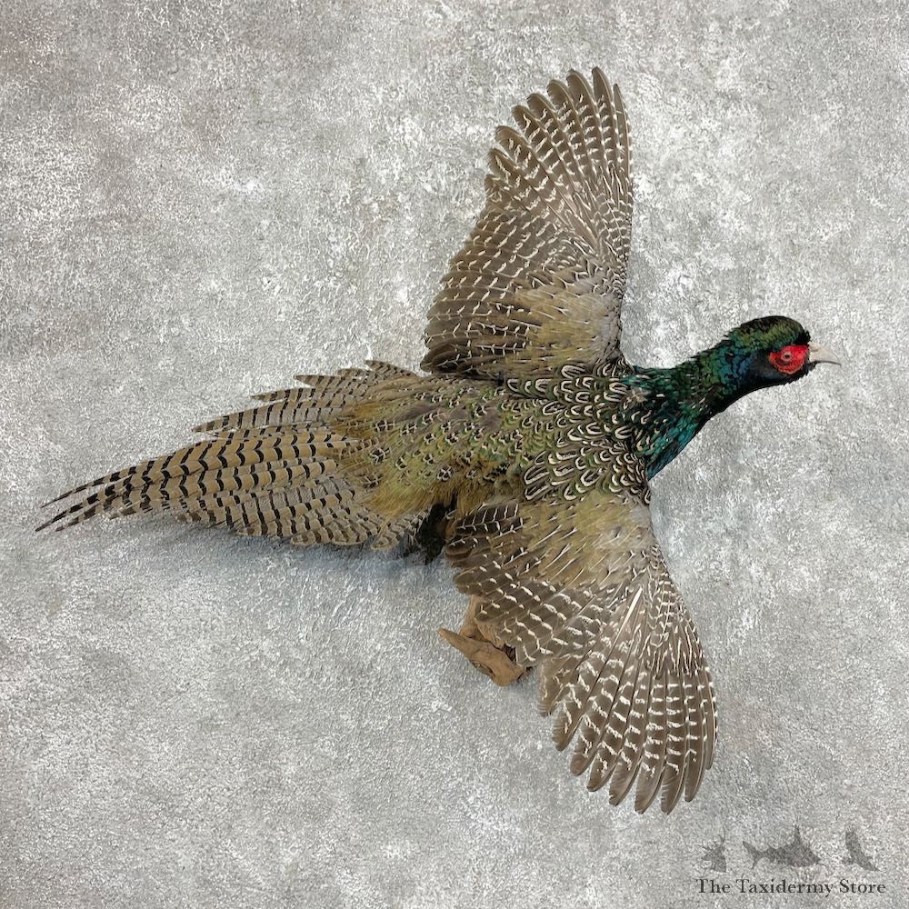 Green Pheasant Taxidermy Mount #25749 For Sale @ The Taxidermy Store