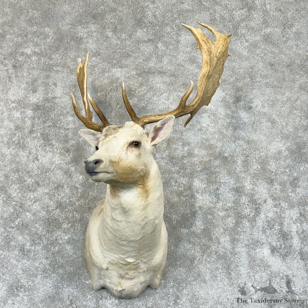 White Fallow Deer Shoulder Mount For Sale #29448 @ The Taxidermy Store