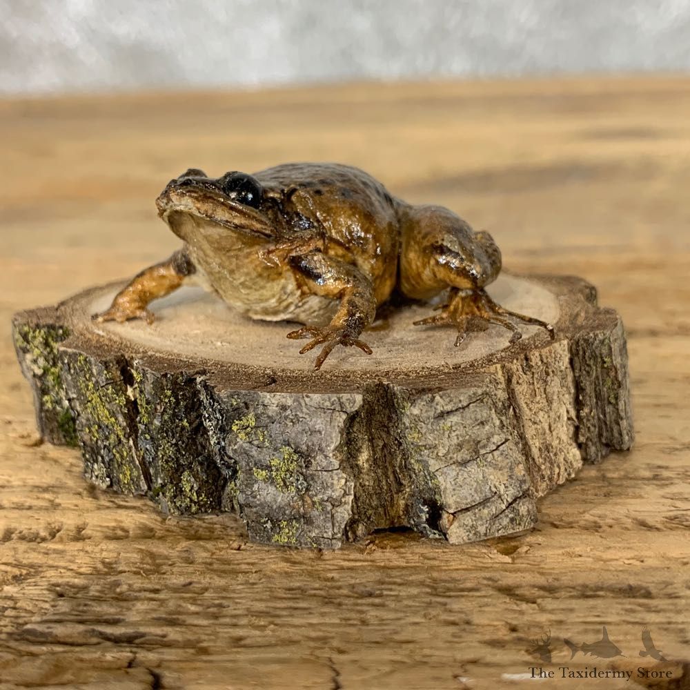 Wood Frog Taxidermy Mount For Sale #21547 @ The Taxidermy Store