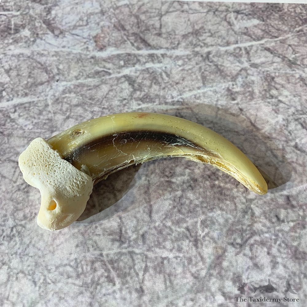 Grizzly Bear Claw For Sale #21893 @ The Taxidermy Store