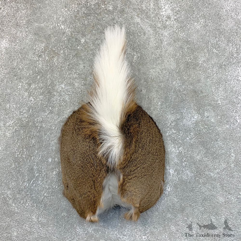 Whitetail Deer Rump Mount For Sale #22728 @ The Taxidermy Store